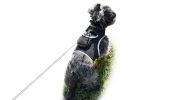 Pet Tracker GPS Pet Tracker Dog Cat Waterproof Collar Pet Tracking Device Size:L