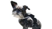 NEW Mini Pet Tracker GPS Collar for Dog Compatible for iPhone Android Size:L